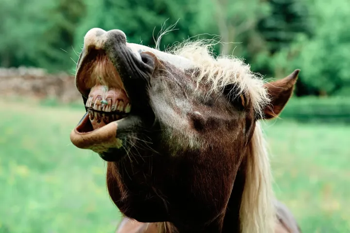 Gebleeekt - Ein Pferd zeigt seine Zähne